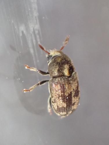 Hylesinus varius